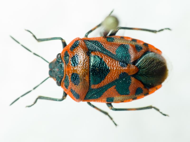 Eurydema (Eurydema) ornata (Linnaeus, 1758)